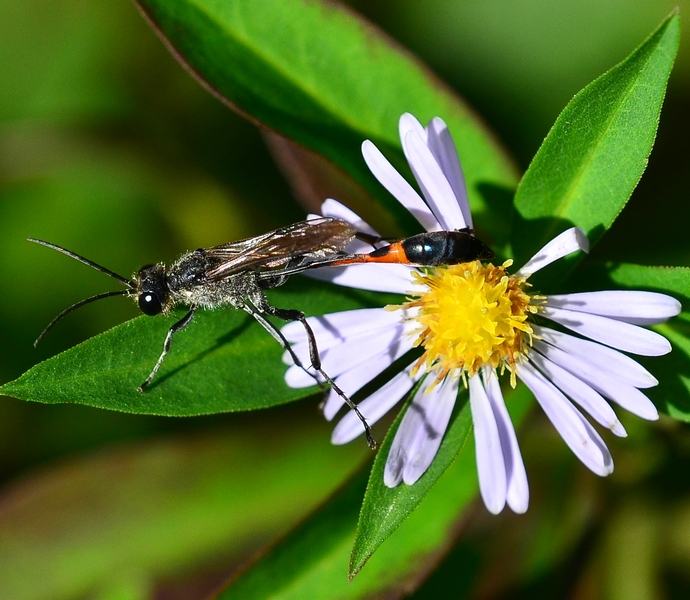 maschio di Ammophila sabulosa